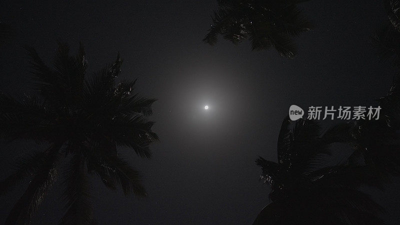 月光透过棕榈树的树枝