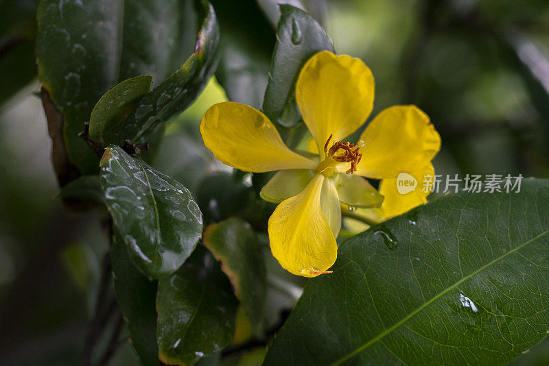 桔梗黄花植物。(米老鼠花)在花园里