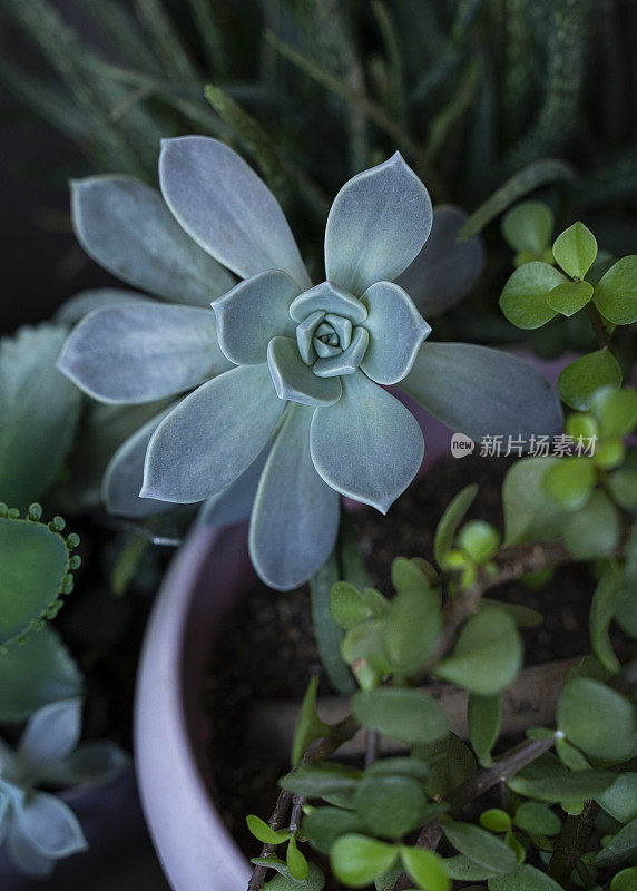 肉质植物，特写