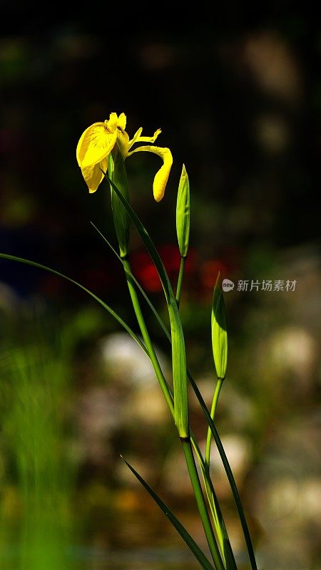 池塘植物特写。黄旗鸢尾。巴伐利亚,德国。