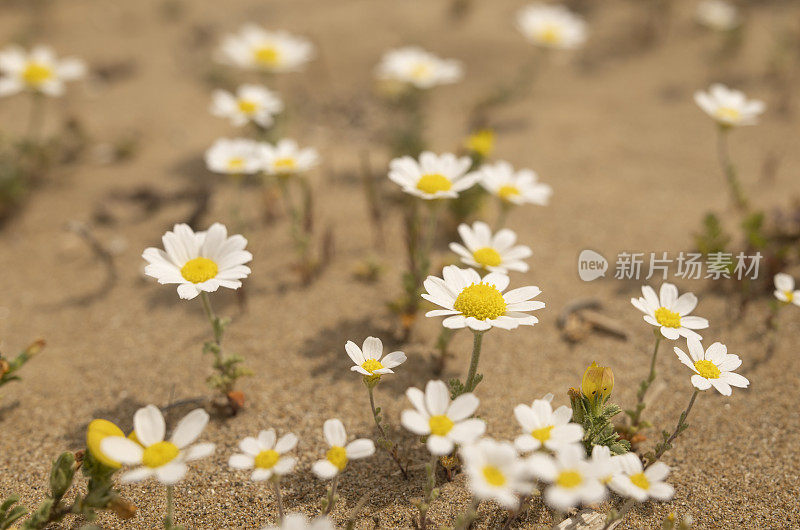 雏菊生长在海滩附近的沙滩上。