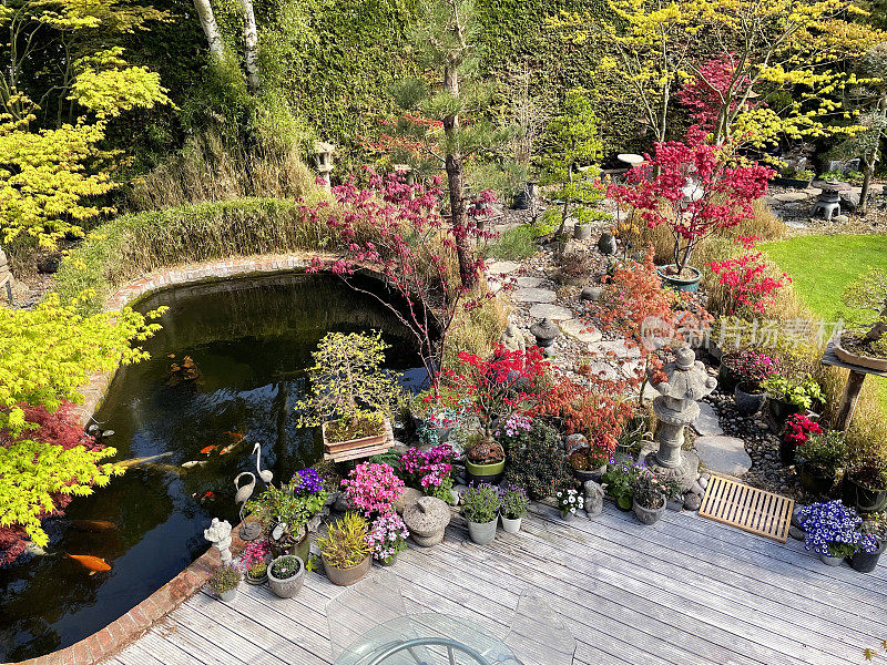 花园装饰的形象锦鲤池与盆栽枫树，日本石灯笼和花园雕像装饰，风化，白色，槽硬木材装饰，修剪整齐的草坪，升高的观点