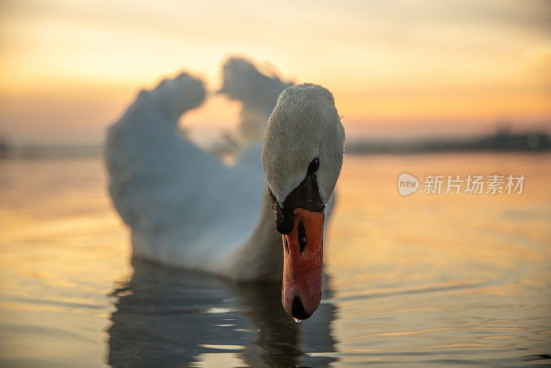 日落时湖面上漂浮的天鹅