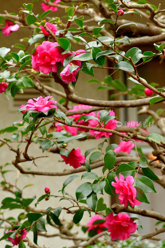 山茶花(重瓣)