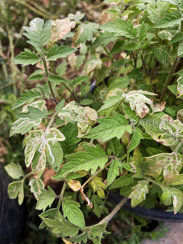 不健康的番茄植物生长在院子的塑料盆里，番茄幼苗的叶子被挖叶虫感染，高架视野，聚焦前景