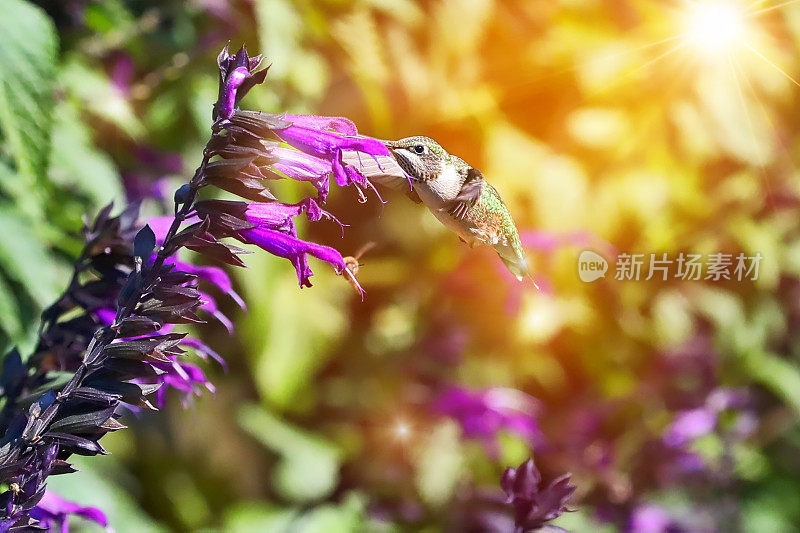 红宝石喉蜂鸟在阳光下的花园