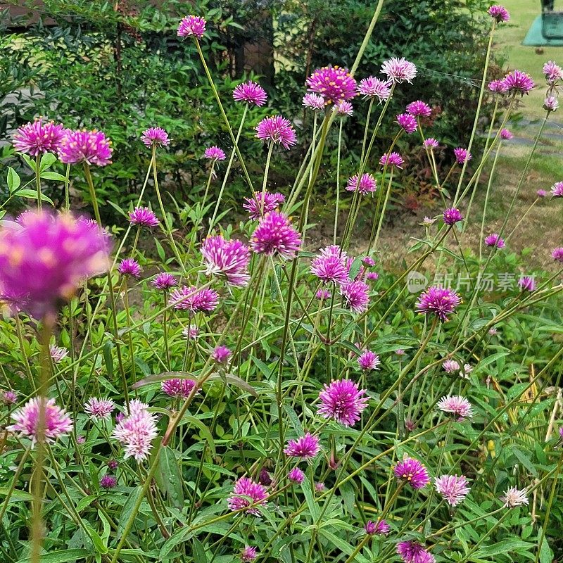 江面上的千日红