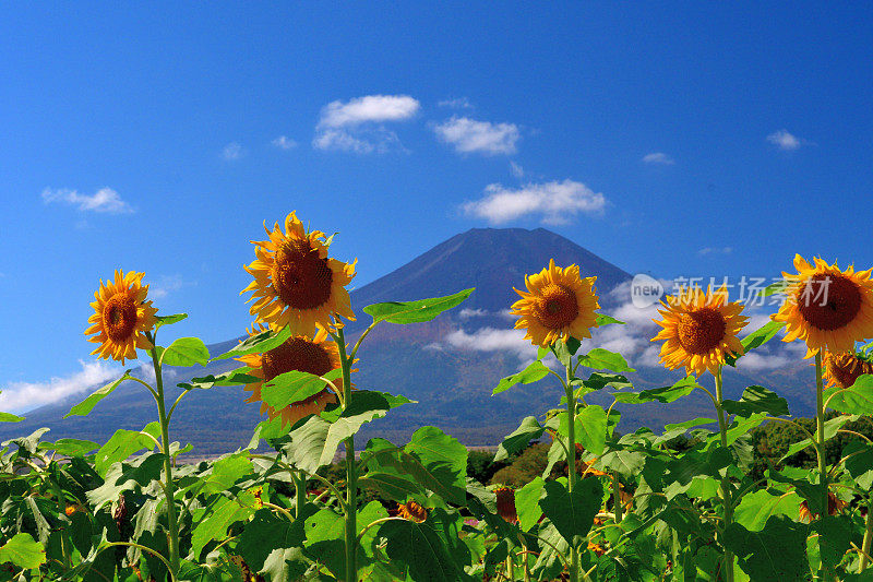 富士山和蓝天下的太阳花