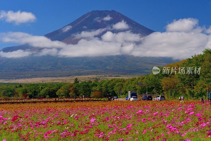 樱花盛开的富士山