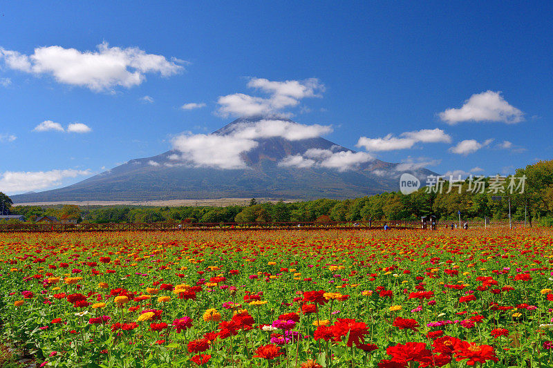 富士山和百日草