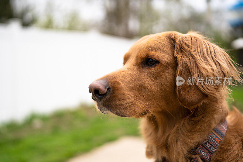 金毛猎犬侧面肖像