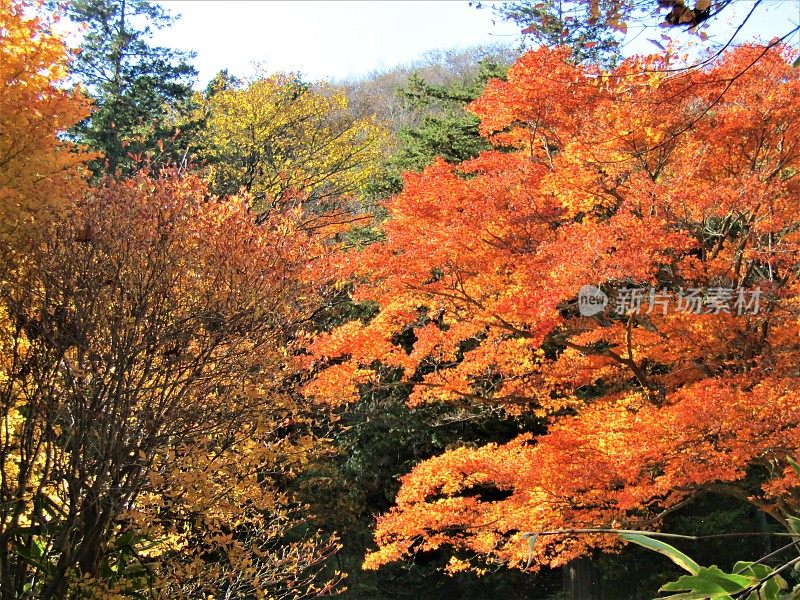 日本。11月的晴朗天气。日本山区的金色秋天。