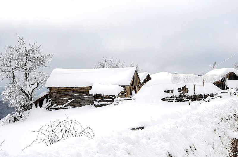 森林村下大雪