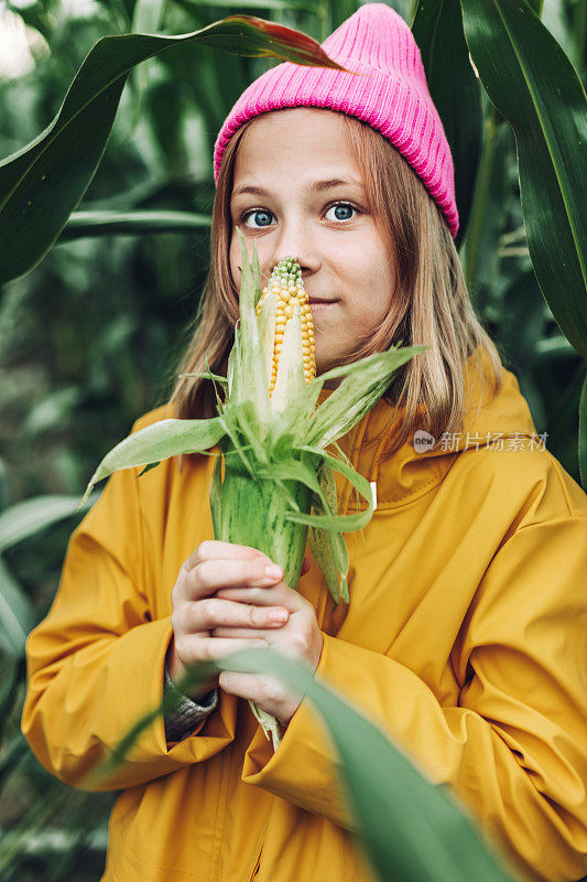 有趣的小女孩穿着黄色雨衣，戴着一顶粉红色的帽子，在玉米地里糟蹋和咬玉米