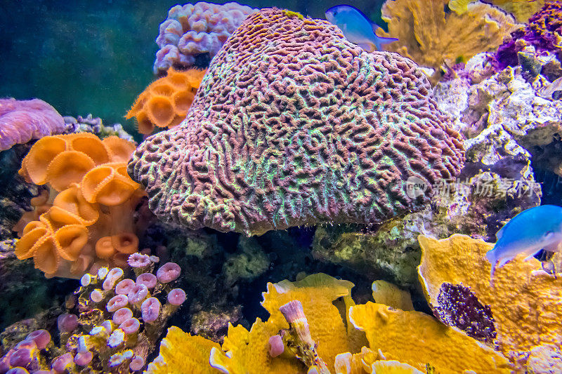 珊瑚海水水族馆