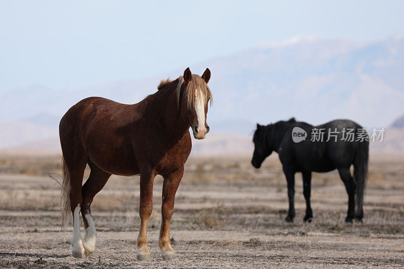 犹他州的野马