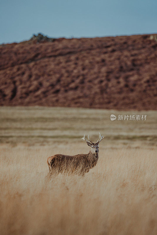 红鹿鹿