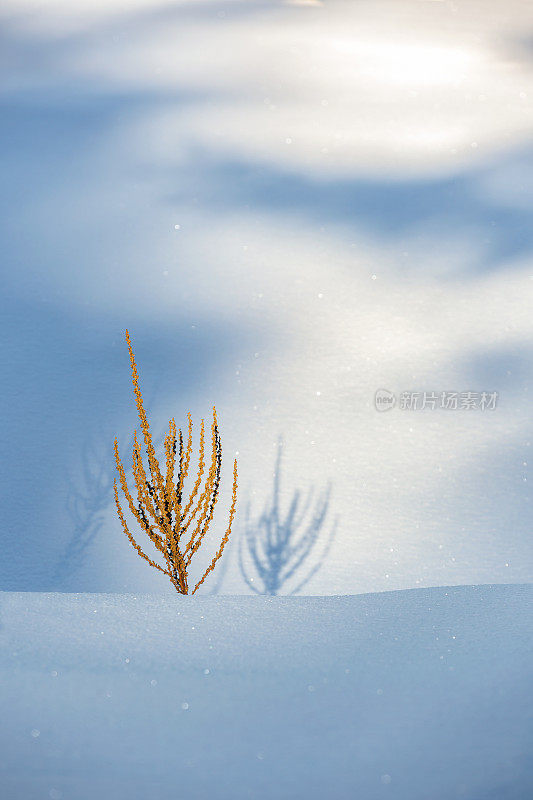 冬天的植物和雪的细节