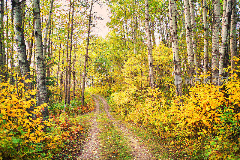 一条小路穿过一片风景秀丽的森林，在秋天的时候，森林的颜色也在变化