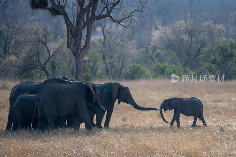 南非克鲁格国家公园，非洲象群和小象重新加入象群