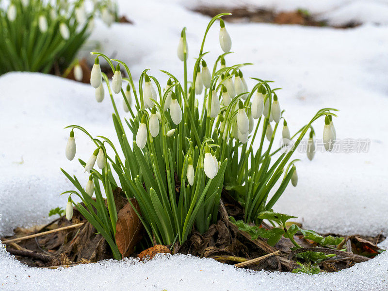 雪花莲(雪花莲)在雪中