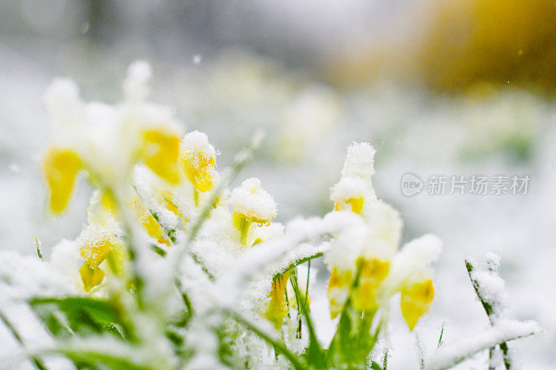 在春天的暴风雪中，水仙花被雪覆盖