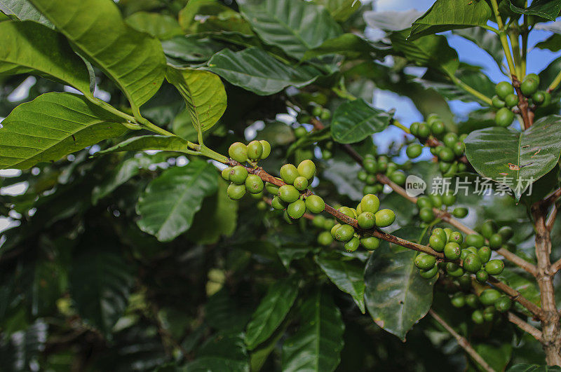 树上成熟的咖啡豆
