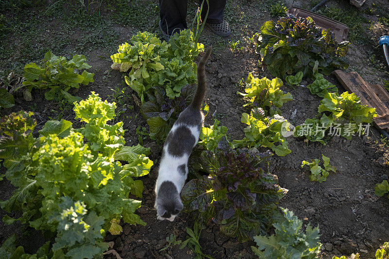 在蔬菜园里沙拉里玩耍的猫。