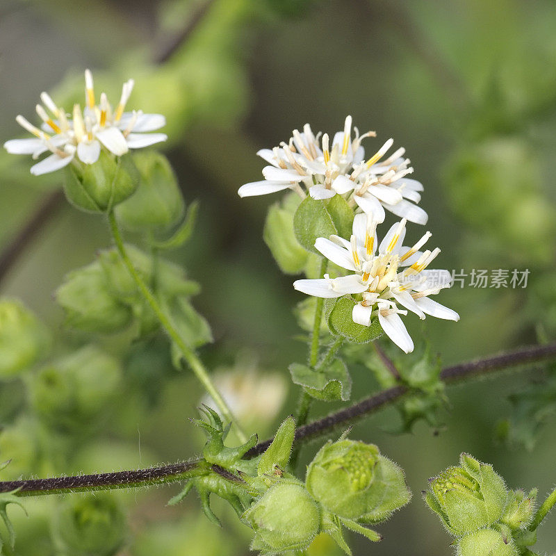 南美紫菀的几朵花和花蕾