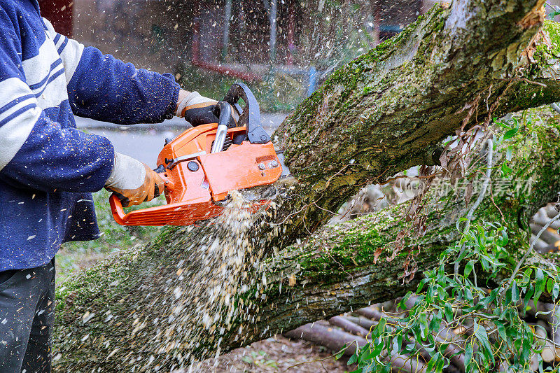 由于一场飓风风暴，一名工人用电锯锯倒倒在柏油路上的树木