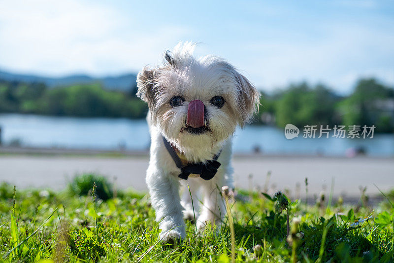 在一个阳光明媚的春日，公园里一只非常可爱的小狗走近镜头。