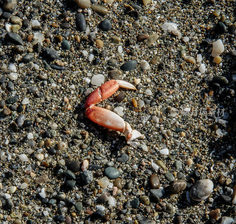 沙滩上一只小蟹爪的特写。