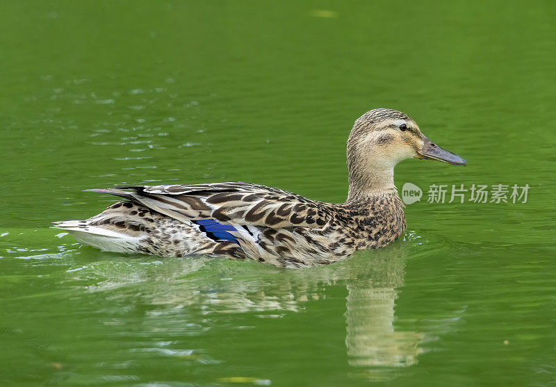 女性野鸭