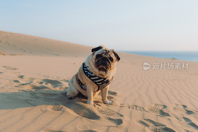 在土耳其的沙丘上欣赏风景优美的日落的美丽的狗