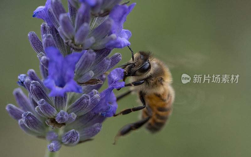 薰衣草上的蜜蜂