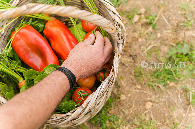 一个不知名男子的手在篮子里从地里摘菜的特写。本空间