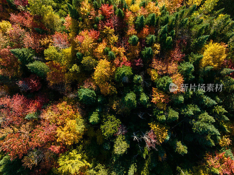 加拿大魁北克省秋季多色北方森林和劳伦山景观鸟瞰图