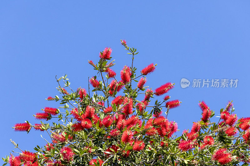 顶部部分红色瓶刷树对蓝色天空背景与复制空间