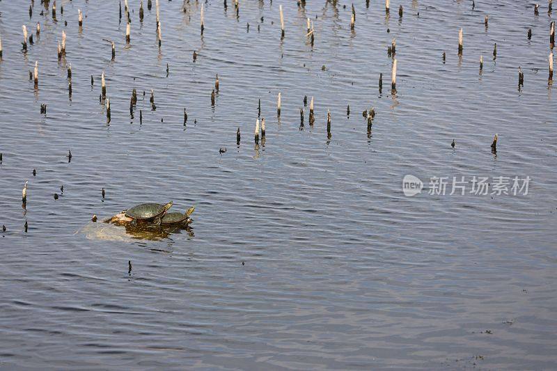 高角度拍摄一对乌龟坐在水外的一小块陆地上