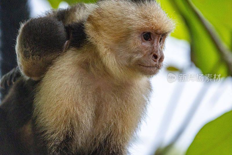 哥斯达黎加奎波斯，一只白脸卷尾猴妈妈向旁边看的特写