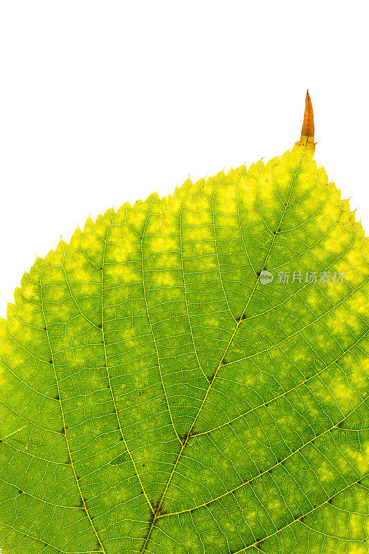 微距照片的秋天黄绿色的屋檐，自然纹理作为自然背景。秋天的色彩背景与树叶纹理紧密的脉络，秋天的树叶，自然之美。