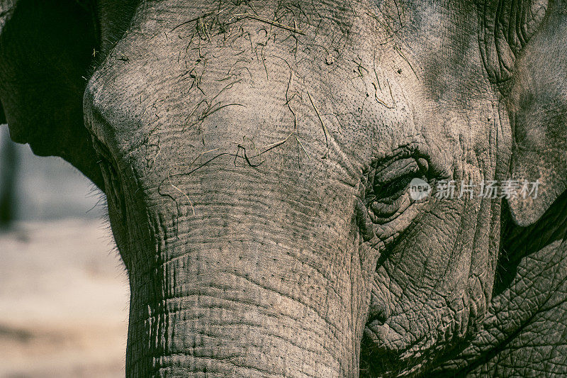 长着长牙的大象直视着摄像机