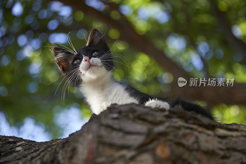 黑色和白色可爱的流浪猫在树上