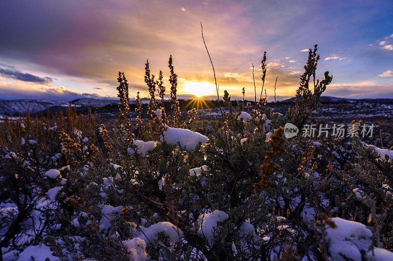 雪覆盖的山艾树与夕阳景观