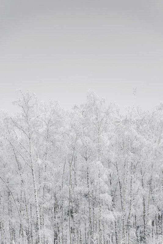 树上的雪