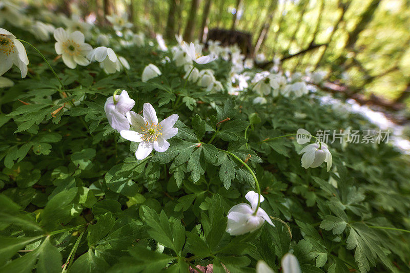 春林中的银莲花