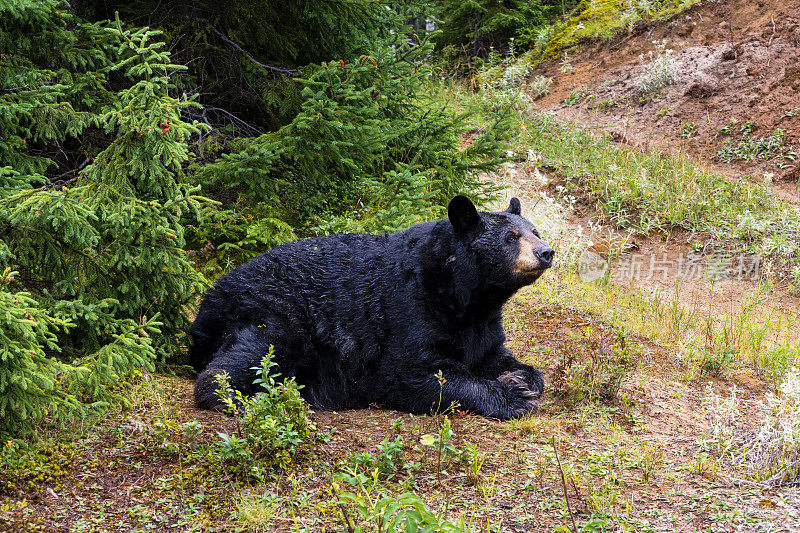 一只黑熊在加拿大的森林里