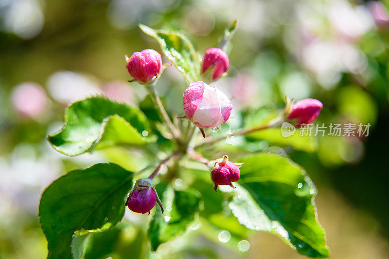 苹果花的花蕾