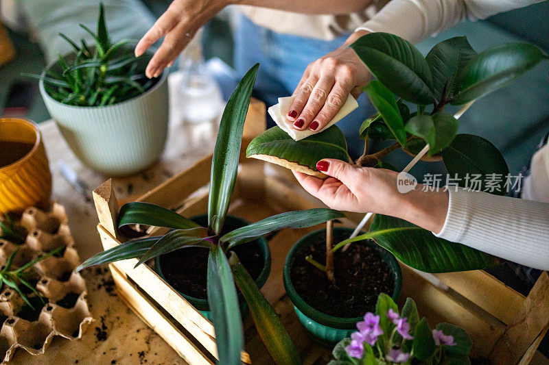 朋友们照顾他们的植物，女人清理植物上的灰尘