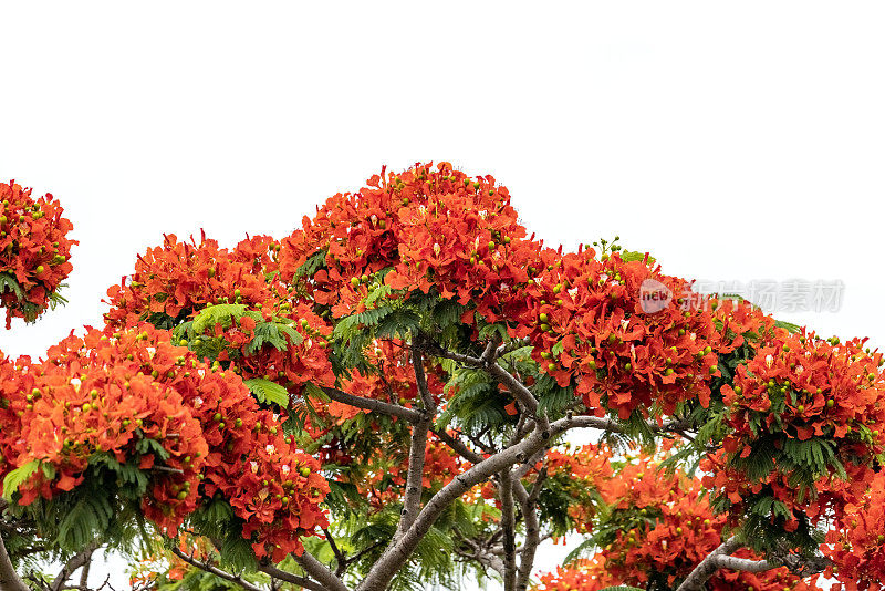 特写开花火焰树与美丽的红色花朵，皇家Poinciana，白色背景与复制空间